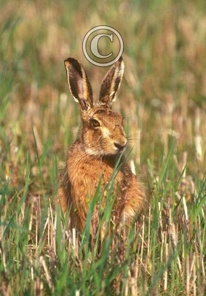 Brown Hare DM1183